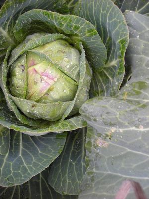 cabbage-juicing-recipes Cabbage Juicing Recipes