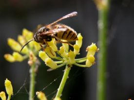 bee pollen benefits