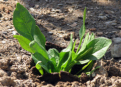 Health Benefits of Spinach Health Benefits of Spinach