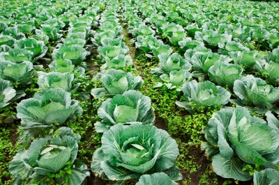 health-benefits-of-kale Health Benefits of Kale