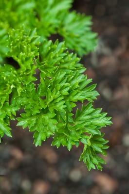 Parsley Health Benefits Parsley Health Benefits