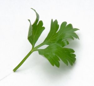 Nutritional Benefits Of Parsley Juice