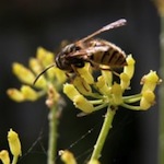 Health Benefits of Bee Pollen