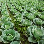 Health Benefits of Kale