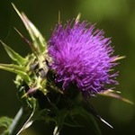 Health Benefits of Milk Thistle