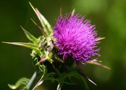 Milk Thistle Liver Cleanse